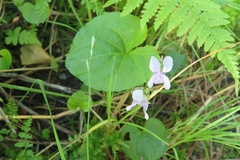 Viola epipsila