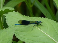 Calopteryx splendens