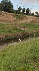 Ardea alba