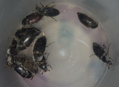 Dermestes frischii