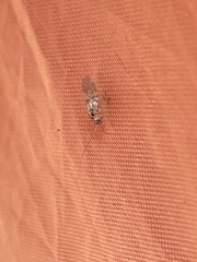 Teliapsocus