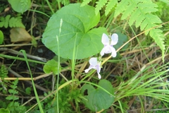 Viola epipsila