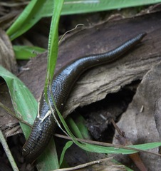 Hirudinaria manillensis