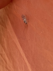 Teliapsocus
