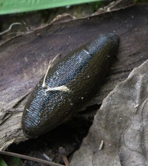 Hirudinaria manillensis