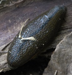 Hirudinaria manillensis
