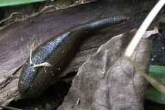 Hirudinaria manillensis