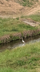 Ardea alba