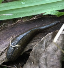 Hirudinaria manillensis