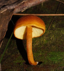 Gymnopilus ferruginosus