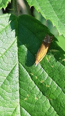 Lathronympha strigana