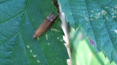 Lathronympha strigana