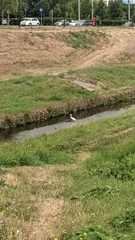 Ardea alba