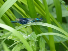 Calopteryx splendens