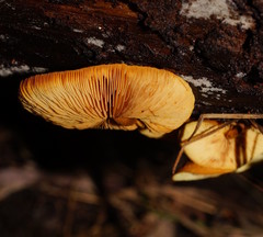 Gymnopilus ferruginosus