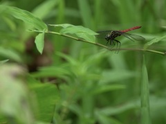 Onychothemis abnormis