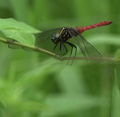 Onychothemis abnormis