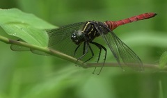 Onychothemis abnormis