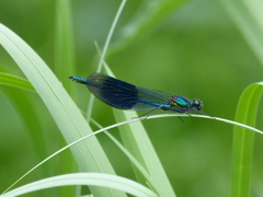 Calopteryx splendens