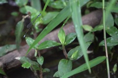 Teinobasis samaritis