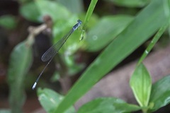 Teinobasis samaritis