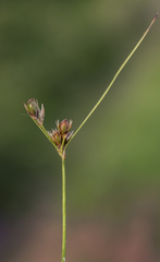 Juncus dudleyi