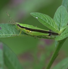 Gesonula