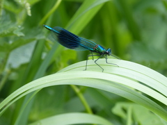 Calopteryx splendens