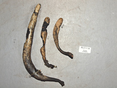 Xylaria enterogena