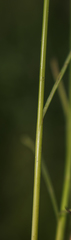 Juncus dudleyi