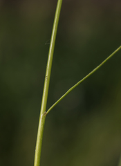 Juncus dudleyi