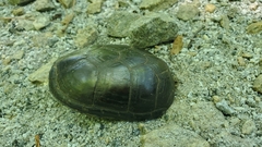 Kinosterninae