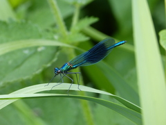 Calopteryx splendens
