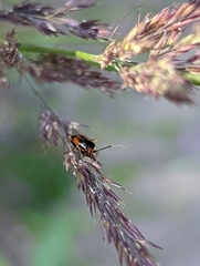 Deraeocoris ruber