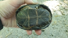 Kinosterninae