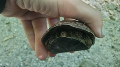 Kinosterninae