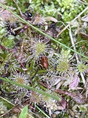 Drosera intermedia