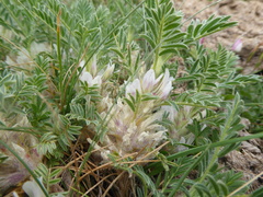 Astragalus sempervirens