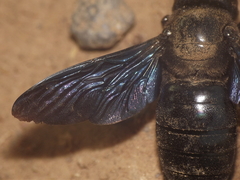 Xylocopa