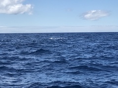 Physeter macrocephalus