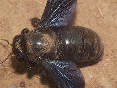 Xylocopa