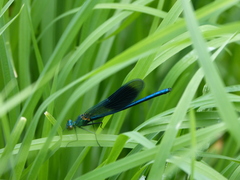 Calopteryx splendens