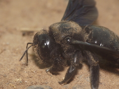 Xylocopa