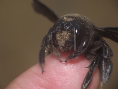 Xylocopa