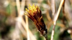 Brickellia frutescens