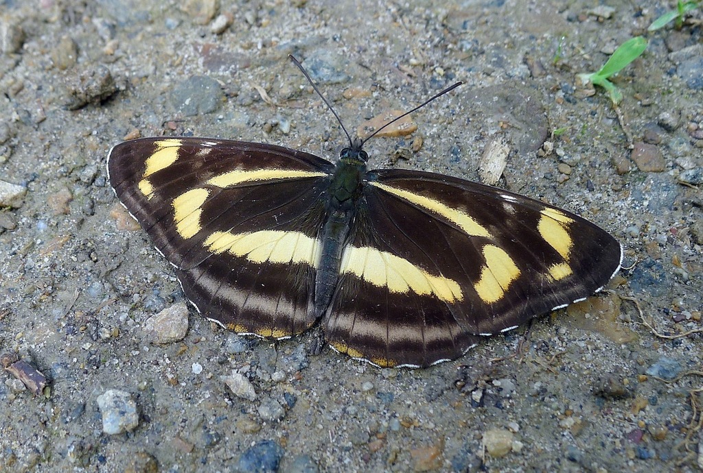 Korean yellow sailer