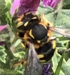 Anthidium florentinum