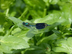 Calopteryx splendens