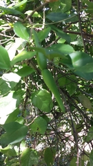 Pentopetia