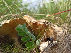 Floccularia luteovirens